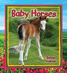 Baby Horses 