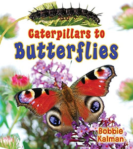 Caterpillars to Butterflys 