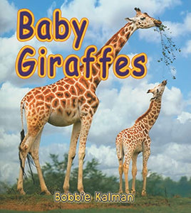 Baby Giraffes 