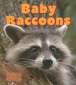 Baby Raccoons 