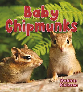 Baby Chipmunks 