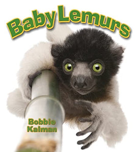 Baby Lemurs 