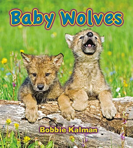 Baby Wolves 