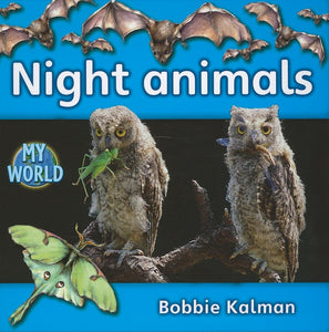 Night animals 