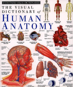 Human Anatomy 