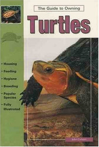 Turtles 