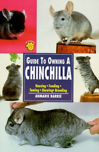 Guide to Owning a Chinchilla 