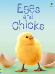 Eggs and Chicks 