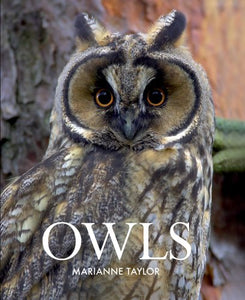 Owls 