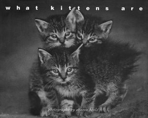 What Kittens Are 