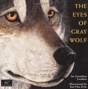 Eyes of Gray Wolf 