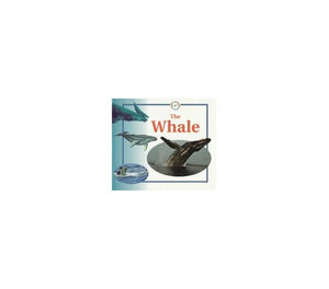 Whale 