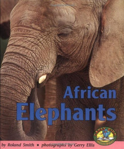 African Elephants 