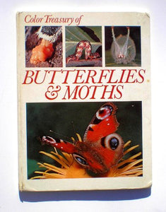 Butterflies and Moths 