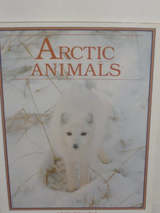 Arctic Animals 