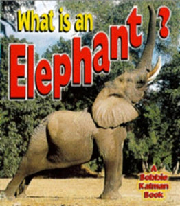 What is an Elephant 