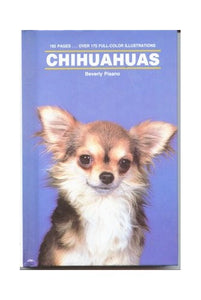 Chihuahuas 