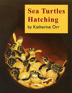 Sea Turtles Hatching 