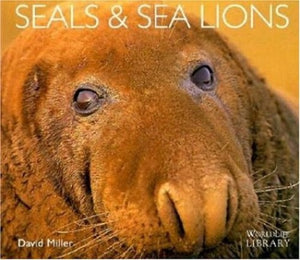 Seals and Sea Lions 