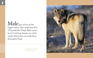 Amazing Animals: Wolves 