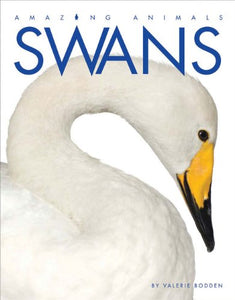 Swans 