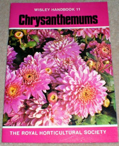 Chrysanthemums 