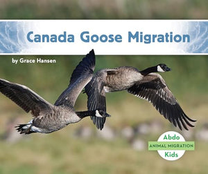 Canada Goose Migration 