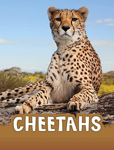 Cheetahs 