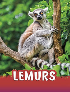 Lemurs 