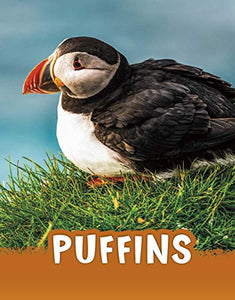 Puffins 