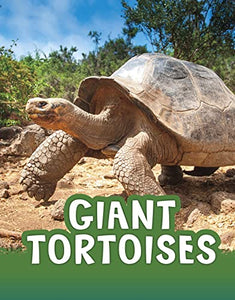 Giant Tortoises 