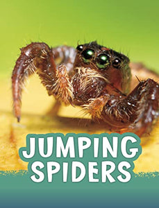 Jumping Spiders 