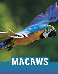 Macaws 