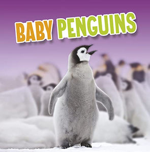 Baby Penguins 