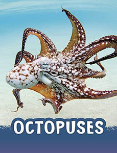 Octopuses 