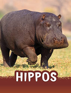 Hippos 