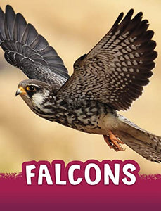 Falcons 