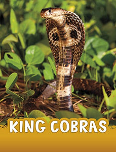 King Cobras 