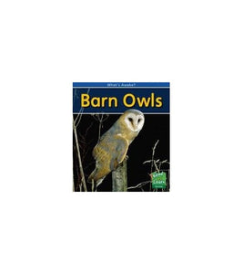 Barn Owls 