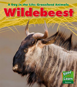 Wildebeest 