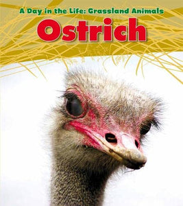 Ostrich 