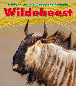 Wildebeest 