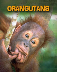 Orangutans 