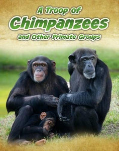 A Troop of Chimpanzees 