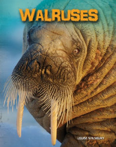 Walruses 