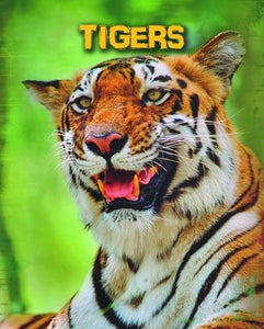 Tigers 