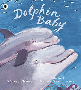 Dolphin Baby 