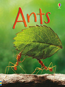 Ants 