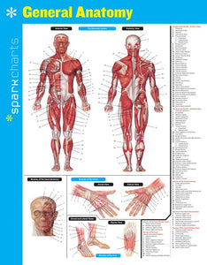 General Anatomy SparkCharts 