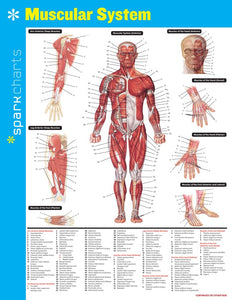 Muscular System SparkCharts 